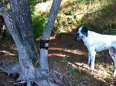 My dog Benny inserted to show scale